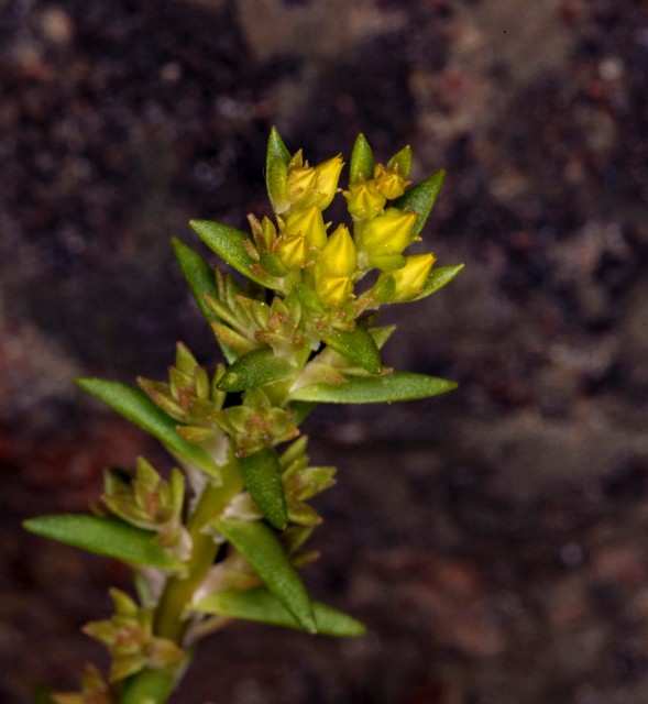 Sedum stenopetalum 18-9352.jpg